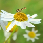 Insecten zoo Insecten zoo