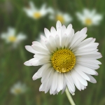 Daisy Daisy