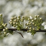 Lente Lente