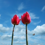 Red and red..... Red and red.....