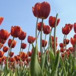 Tulpen Tulpen