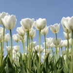 Tulpen Tulpen