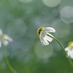 Kamilles Kamilles