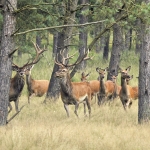 Edelherten Edelherten