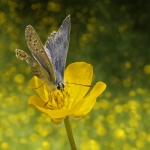 Icarusblauwtje Icarusblauwtje