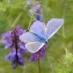 Icarusblauwtje Icarusblauwtje