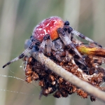 Rode wielwebspin Rode wielwebspin