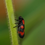 Bloedcicade Bloedcicade