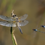 Drukte boven het water Drukte boven het water