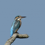 IJsvogel3 IJsvogel3