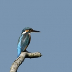 IJsvogel2 IJsvogel2