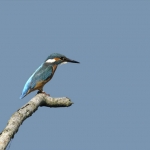 IJsvogel1 IJsvogel1
