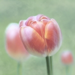 Rode tulpen Rode tulpen