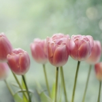 Rode tulpen Rode tulpen