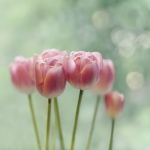 Rode tulpen Rode tulpen