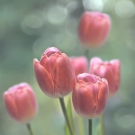 Rode tulpen Rode tulpen