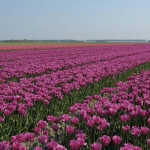 Tulpenveld Tulpenveld