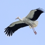 Ooievaar Ooievaar