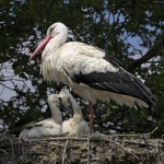 Nest Ooievaars Nest Ooievaars