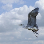Blauwe reiger Blauwe reiger