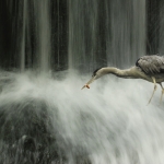 Reiger in waterval Reiger in waterval