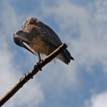 Reiger Reiger