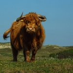 Schotse Hooglander Schotse Hooglander