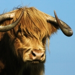 Schotse Hooglander Schotse Hooglander