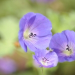 Geranium pratense Geranium pratense