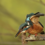 IJsvogel6 IJsvogel6