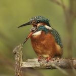 IJsvogel7 IJsvogel7
