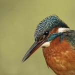 IJsvogel5 IJsvogel5