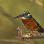 IJsvogel4 IJsvogel4