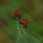 Eurydema dominula Eurydema dominula