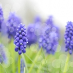 Blauwe druifjes Blauwe druifjes