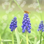 Blauwe druifjes Blauwe druifjes