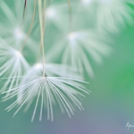 Drops on fluffs Drops on fluffs