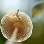 Herfst Herfst