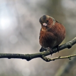 Vink Vink