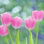 Tulpen Tulpen