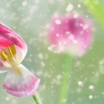 Dubbelzinnigheid 2 Dubbelzinnigheid 2