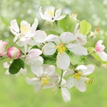 Appelbloesem Appelbloesem
