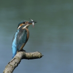 IJsvogel IJsvogel