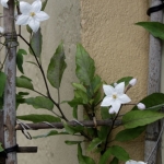 IK BLOEM IK BLOEM