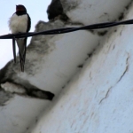 THE CHATTY BIRDS OF LAS CANTERAS THE CHATTY BIRDS OF LAS CANTERAS