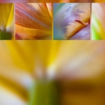 Tulp 1 Tulp 1