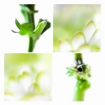 Bloem en groen 1 Bloem en groen 1