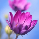 Flower VI Flower VI