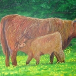 Schotse Hooglanders Schotse Hooglanders