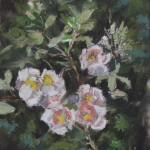 Wilde Rozen Wilde Rozen